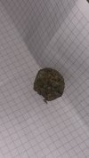 IMG_2094.jpeg