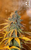 Critical-Purple-Kush-SM-3.jpg