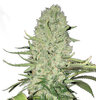 bulk-seeds-white-widow.jpg