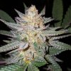 auto-girl-scout-cookie-fem-silver_enl.jpg