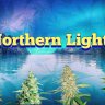 Northern Lights